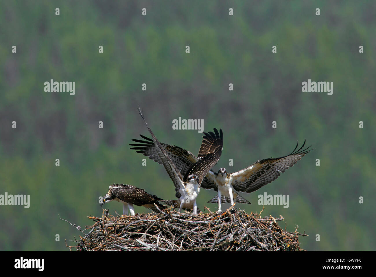 El águila pescadora (Pandion haliaetus) pájaro adulto con dos pequeños pájaros batiendo sus alas en el nido en el verano Foto de stock