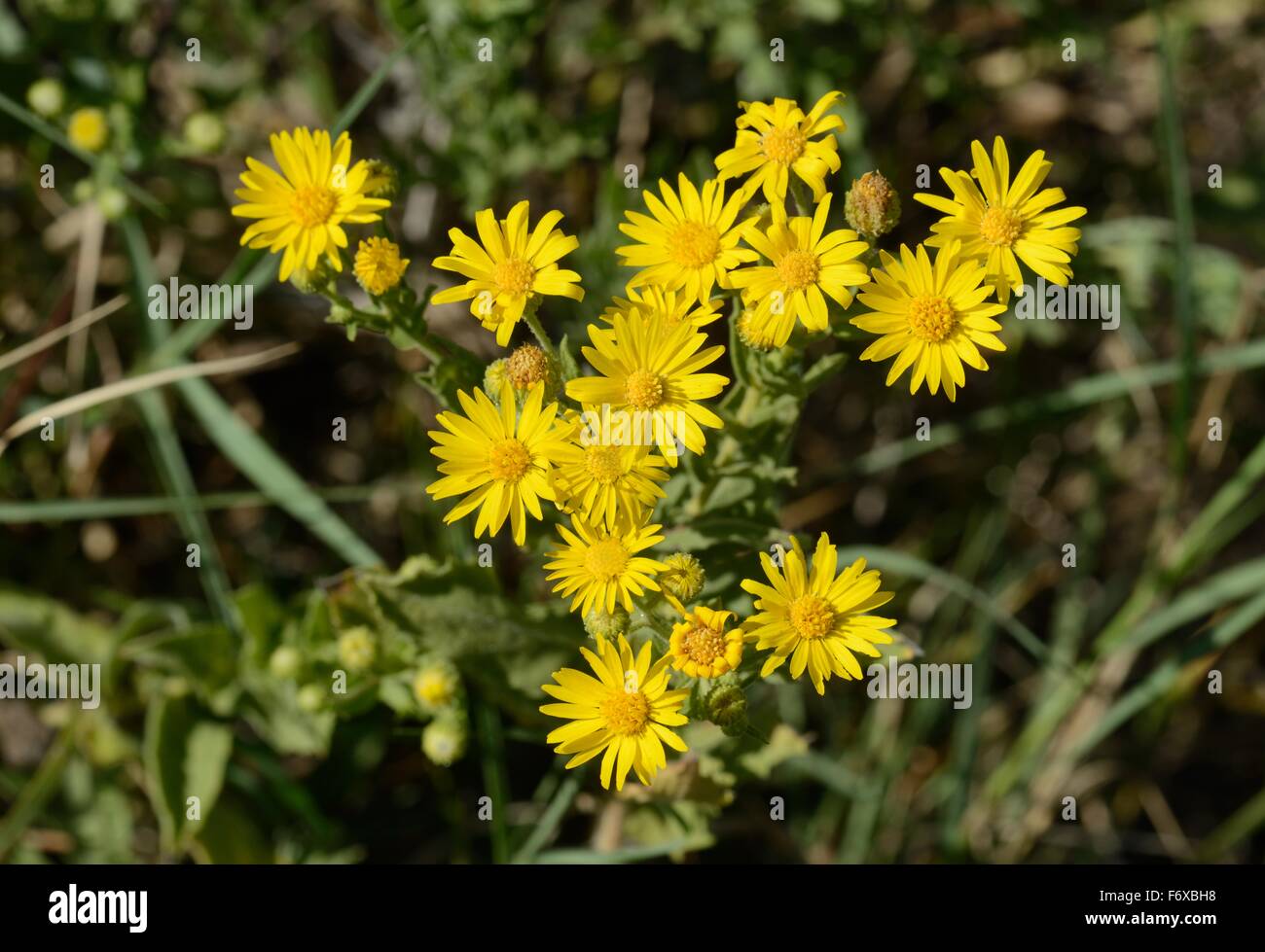 Falso Goldenaster Foto de stock