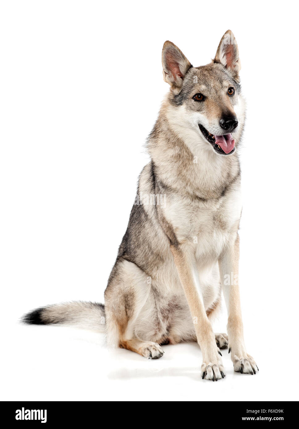 Perro lobo checoslovaco o lobo-perro, un híbrido entre un perro pastor alemán y el lobo de los Cárpatos. Foto de stock