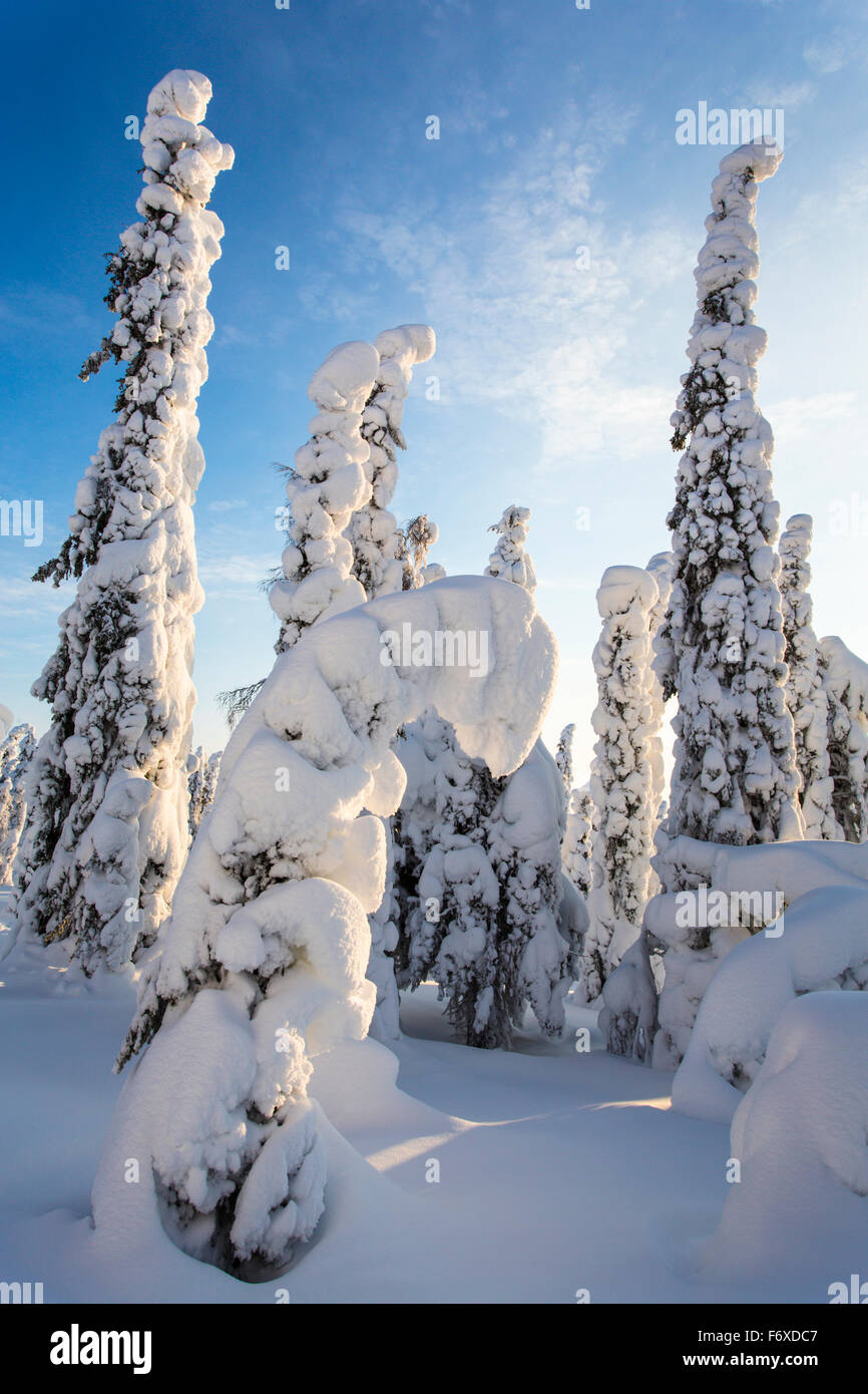 Árboles cubiertos de nieve, el paisaje invernal, Riisitunturi, Parque Nacional de Finlandia, Laponia, Europa Foto de stock