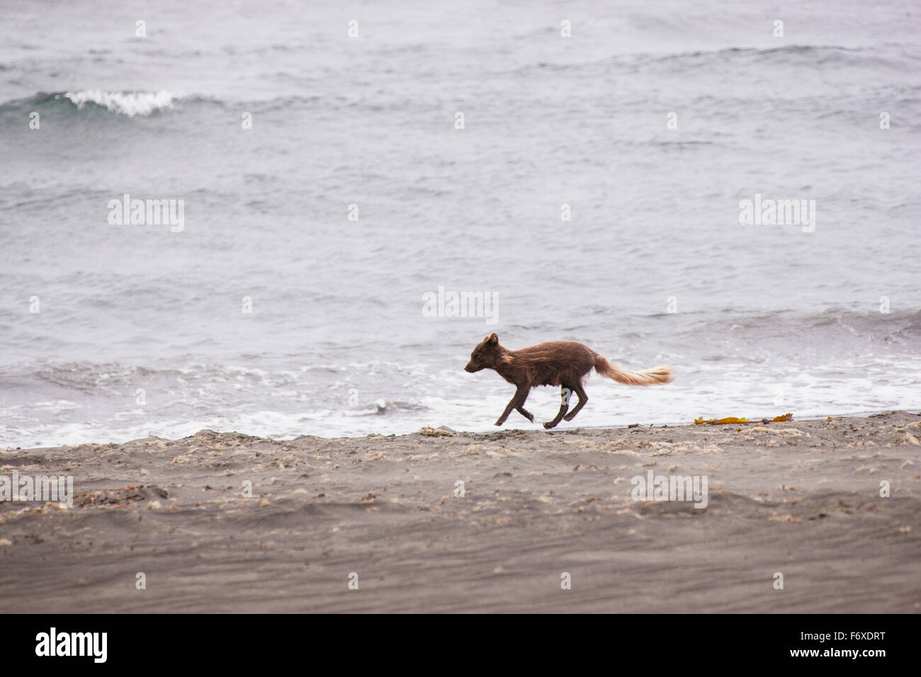 Un zorro ártico que corre a lo largo de la costa de la isla de San Pablo con el Mar de Bering, en el fondo, la isla de San Pablo, al suroeste de Alaska, EE.UU., Verano Foto de stock