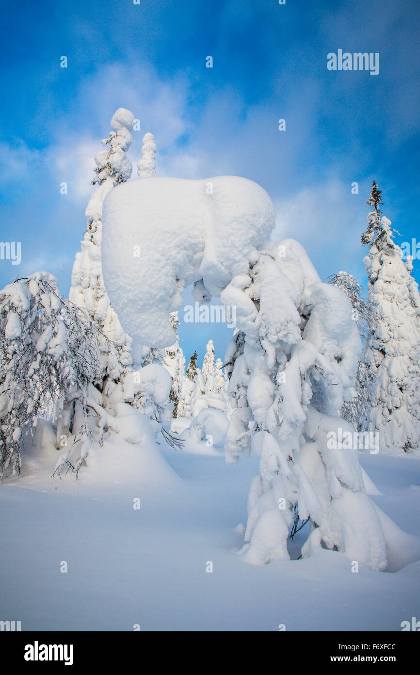 Árboles cubiertos de nieve, el paisaje invernal, Riisitunturi, Parque Nacional de Finlandia, Laponia, Europa Foto de stock