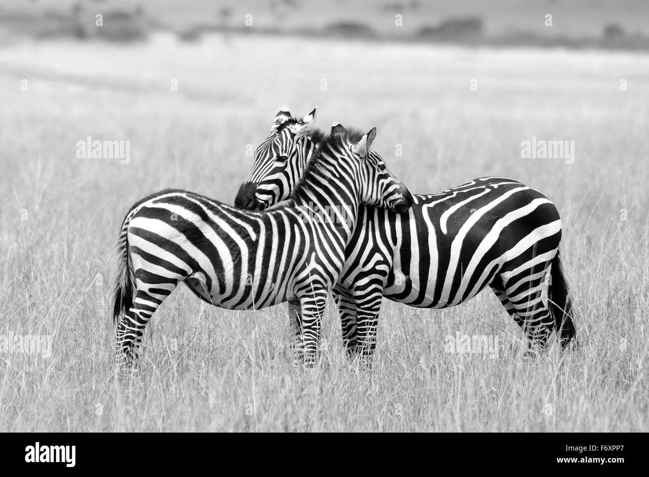 Dos cebras, madre y su cachorro cerca en la sabana de la reserva de Masai Mara Foto de stock