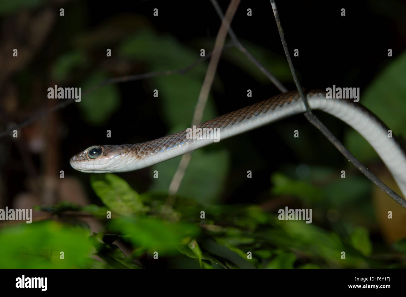 Árbol del Paraíso Paraíso o serpiente serpiente voladora (Chrysopelea paradisi) Malasia Foto de stock