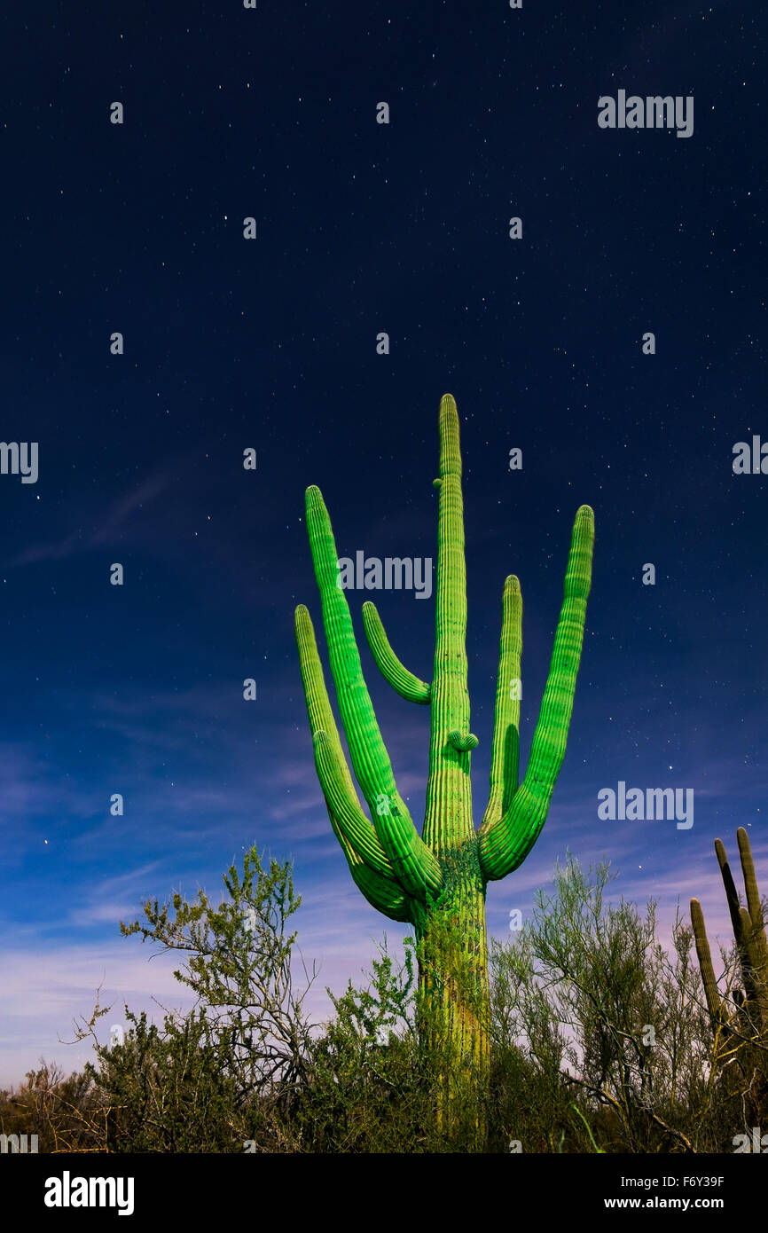 Un verde cactus saguaro se destaca contra un cielo estrellado en el Parque Nacional de Saguaro, Tucson, Arizona. Foto de stock