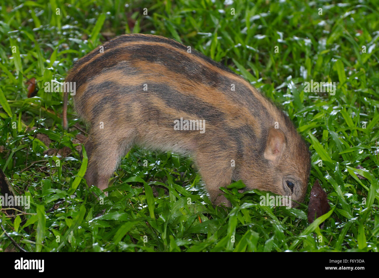 Cerdo jabalí, cerdo o cerdo salvaje euroasiático (Sus scrofa), Malasia Foto de stock