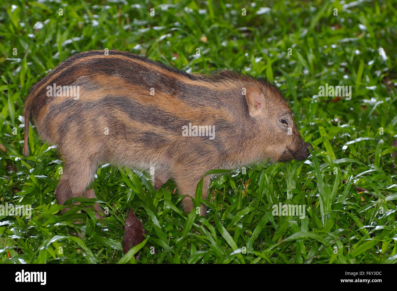 Cerdo jabalí, cerdo o cerdo salvaje euroasiático (Sus scrofa), Malasia Foto de stock