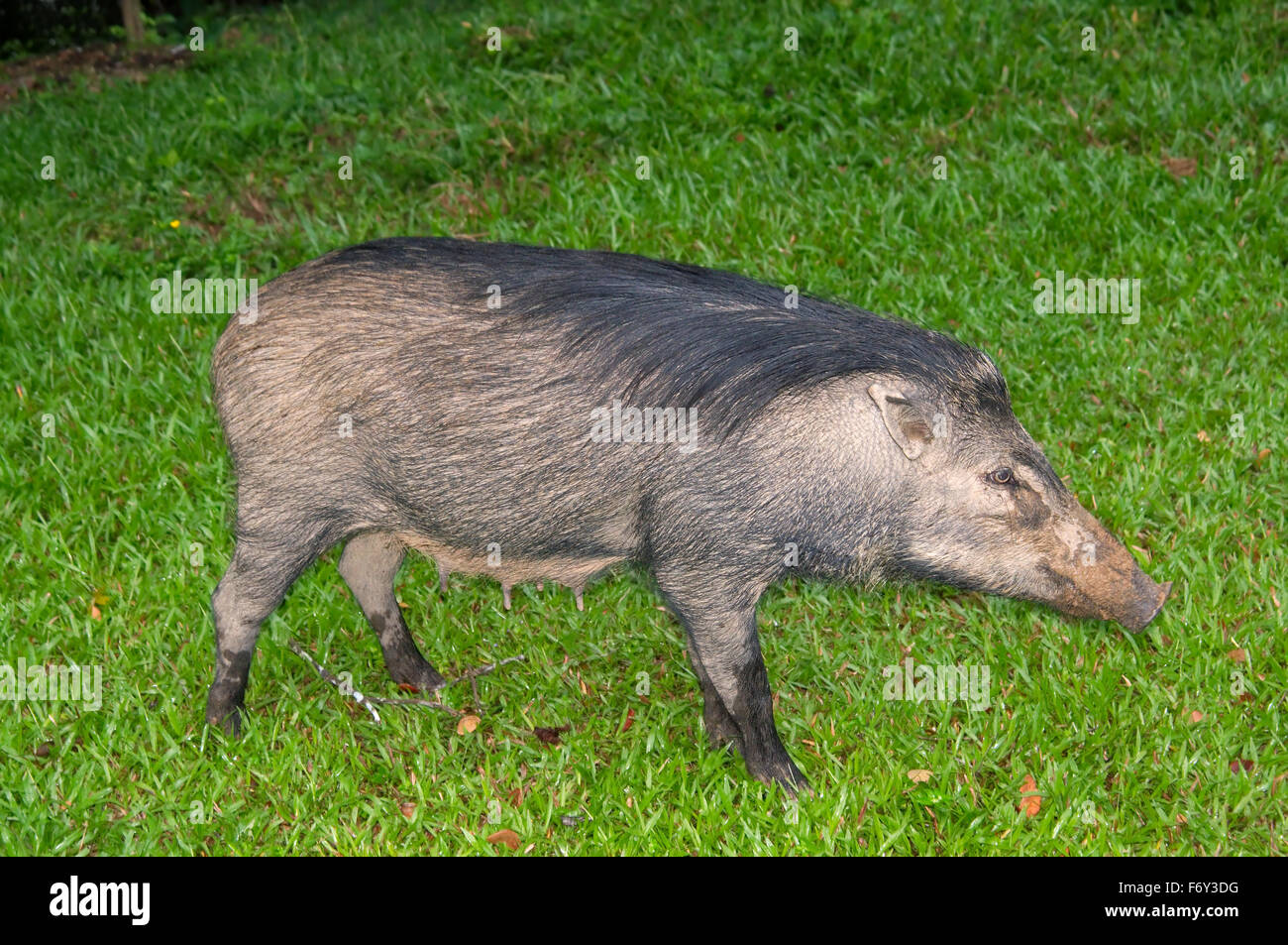 Jabalí, cerdo o cerdo salvaje euroasiático (Sus scrofa), Malasia Foto de stock