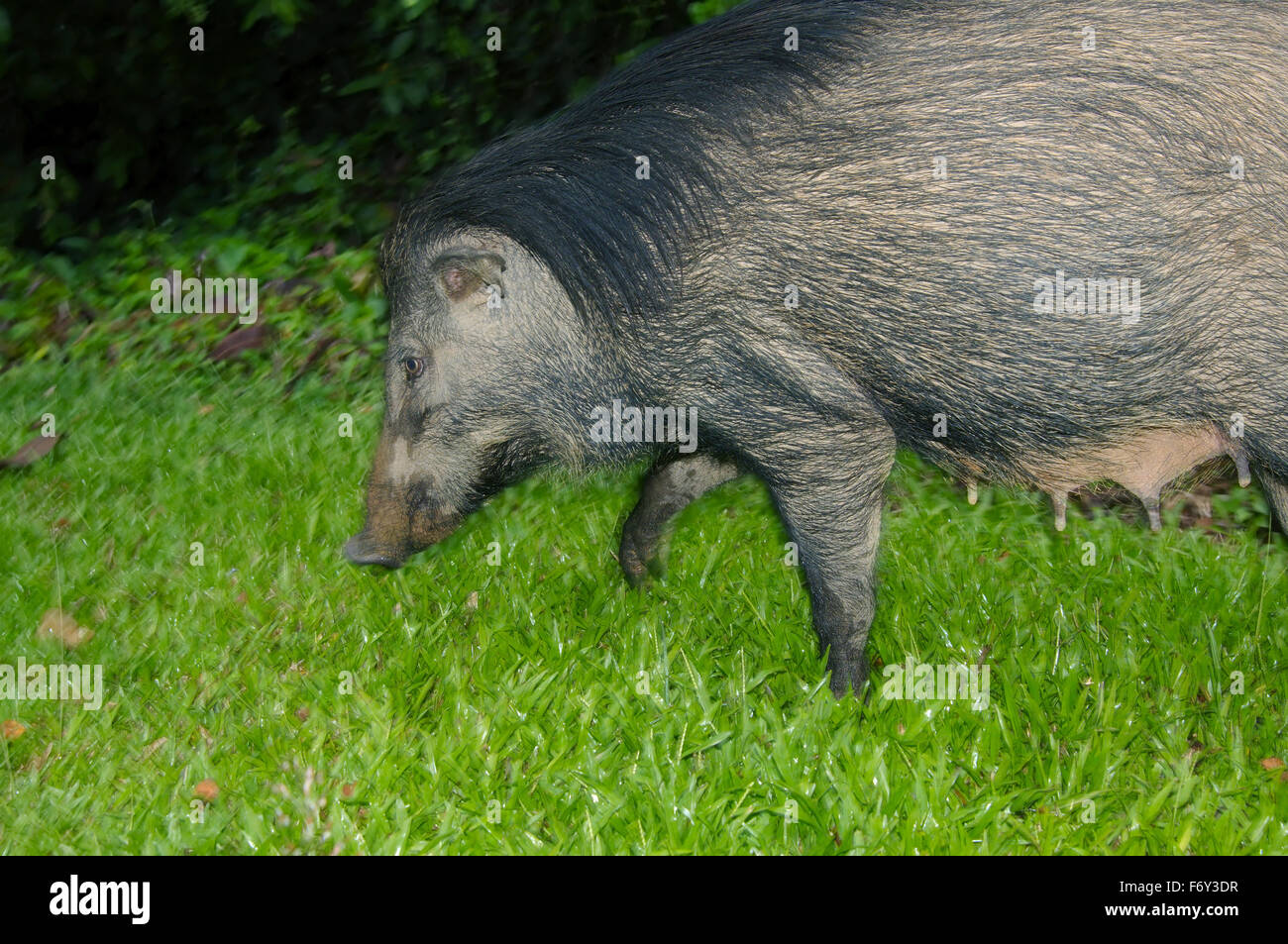 Jabalí, cerdo o cerdo salvaje euroasiático (Sus scrofa), Malasia Foto de stock