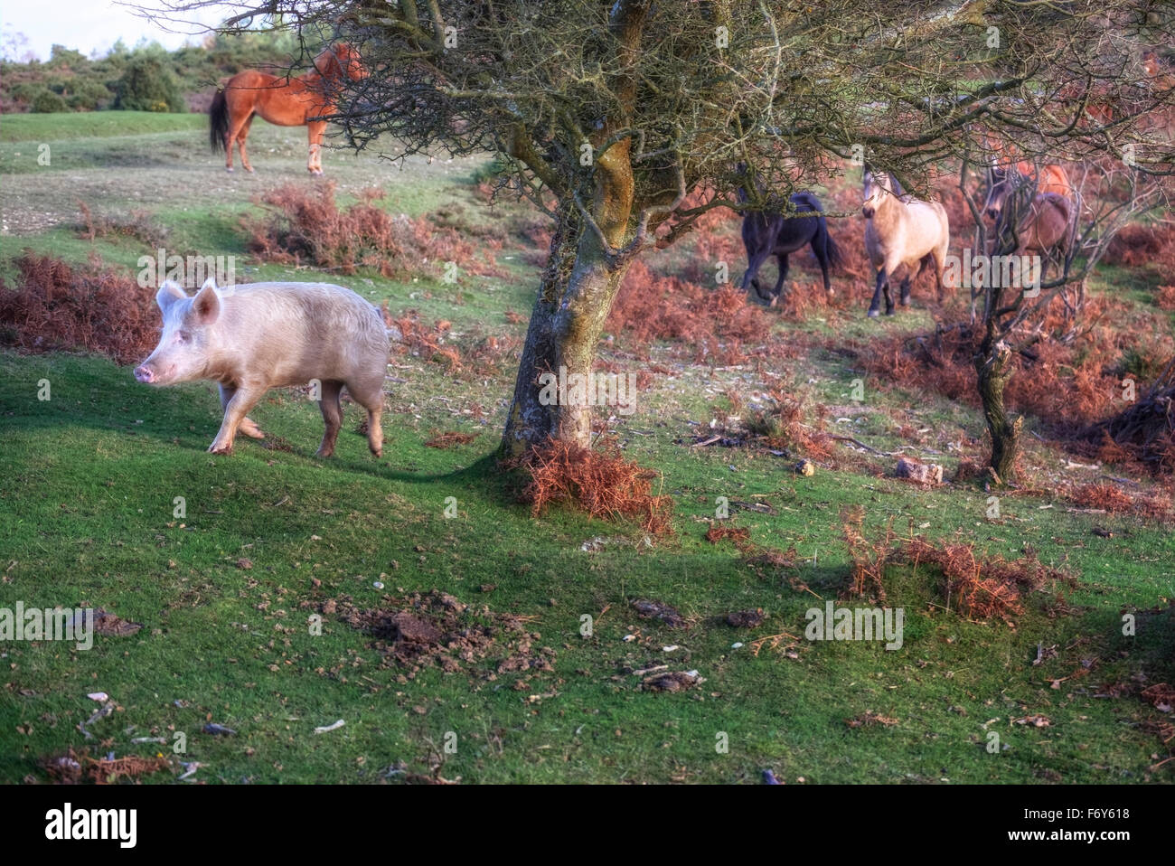 Un cerdo salvaje, perseguido por ponies salvajes en New Forest, Hampshire, Inglaterra, Reino Unido. Foto de stock