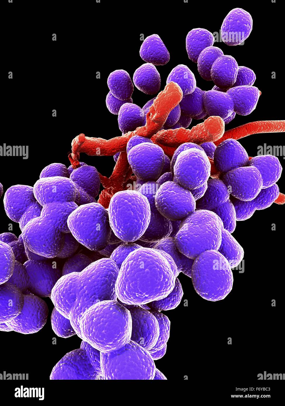 Enterococcus microbe fotografías e imágenes de alta resolución Alamy