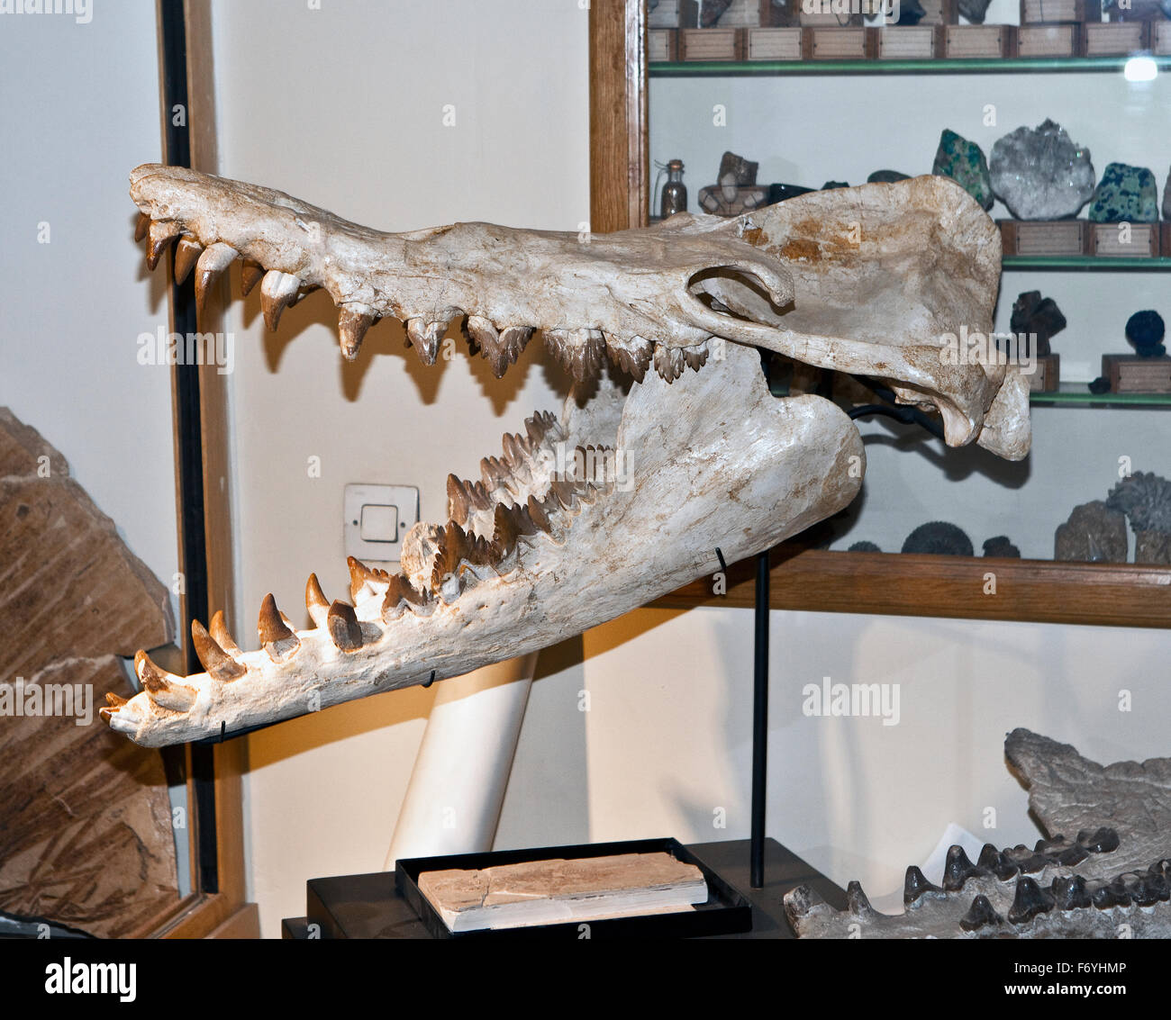 Basilosaurus cetoides fotografías e imágenes de alta resolución Alamy