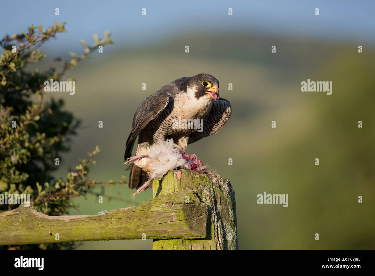 Peregrine; Falco perigrinus varón soltero con presas; Gales; UK Foto de stock