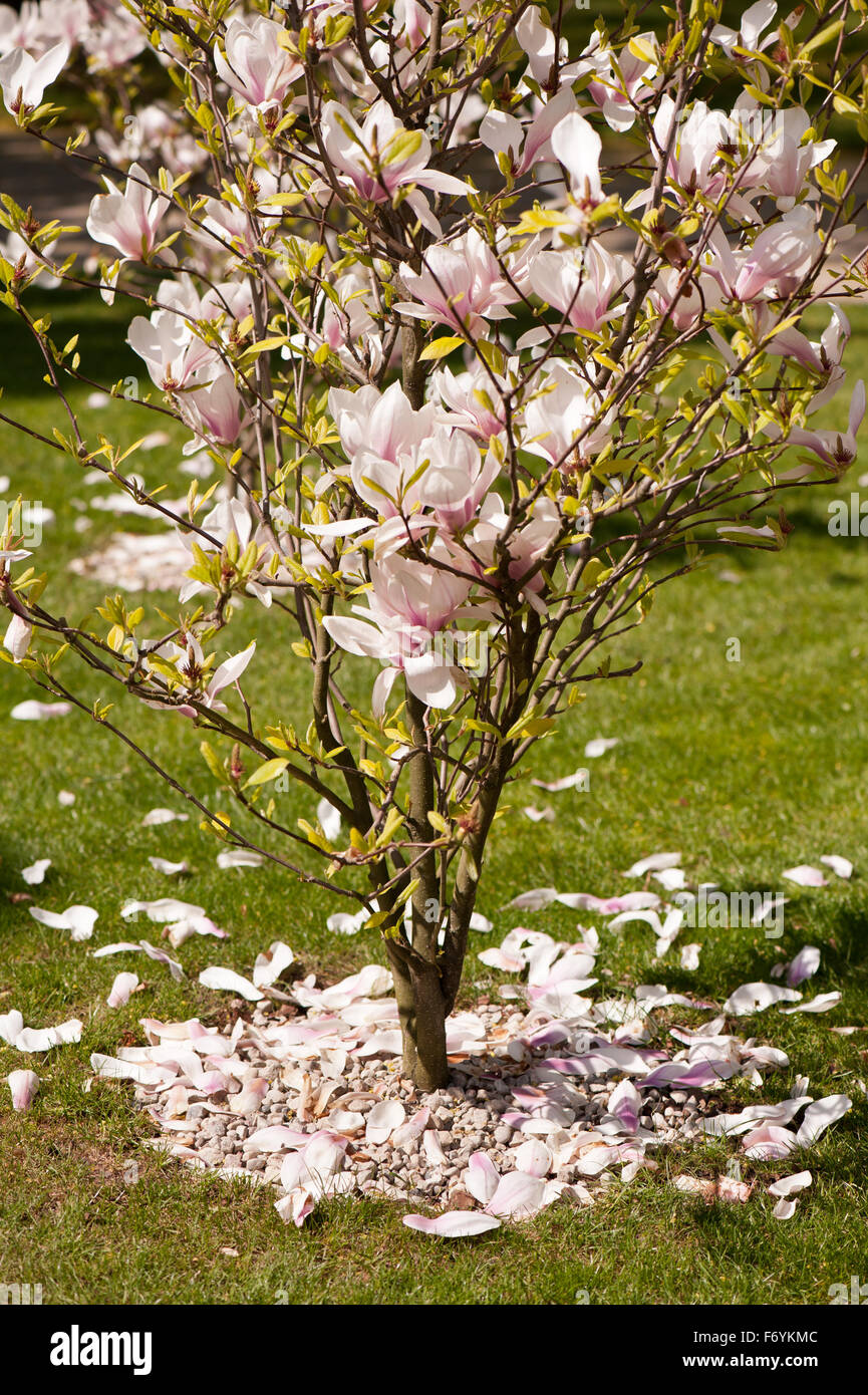árbol de magnolia rosa fotografías e imágenes de alta resolución - Alamy