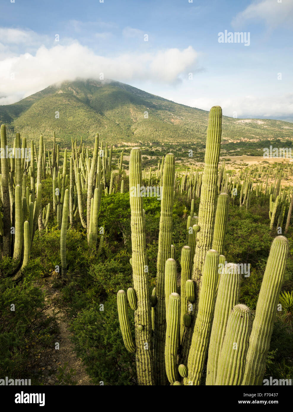 Paisaje de cactus en Tehuacan Cuicatlan Reserva, Puebla, México Foto de stock