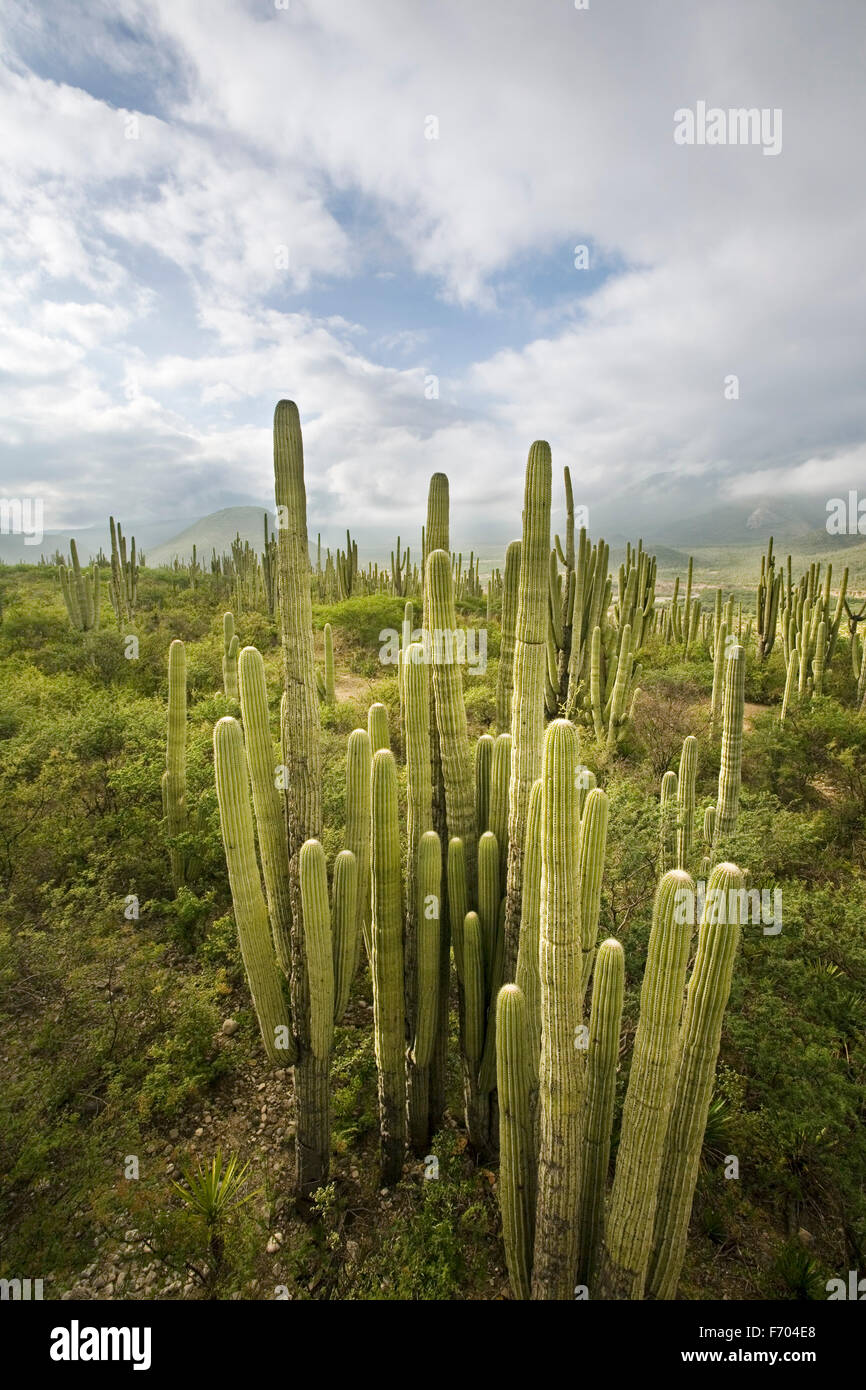 Cactus en el Tehuacán-Cuicatlán reserva cerca de Zapotitlan, Puebla, México. Foto de stock
