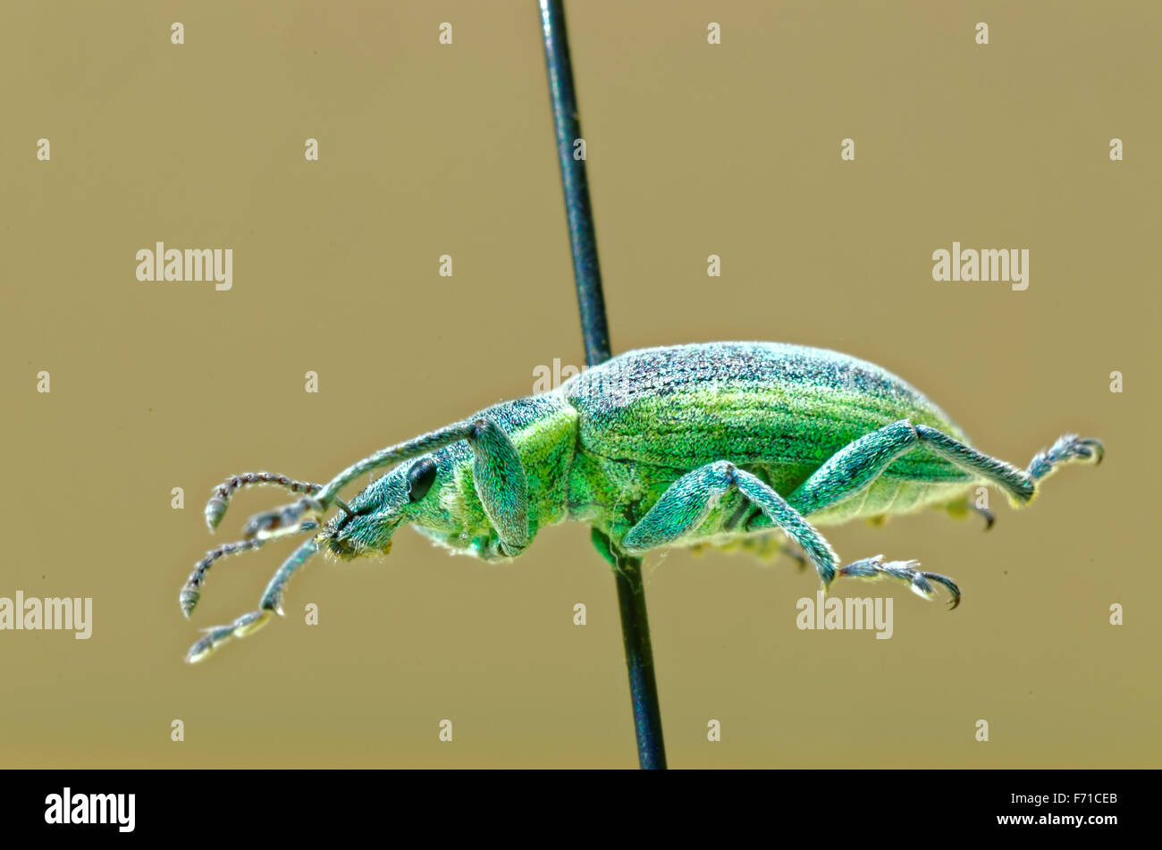 El gorgojo de la mancha bandeada de la hoja amarilla en un pasador entomológica. Foto de stock