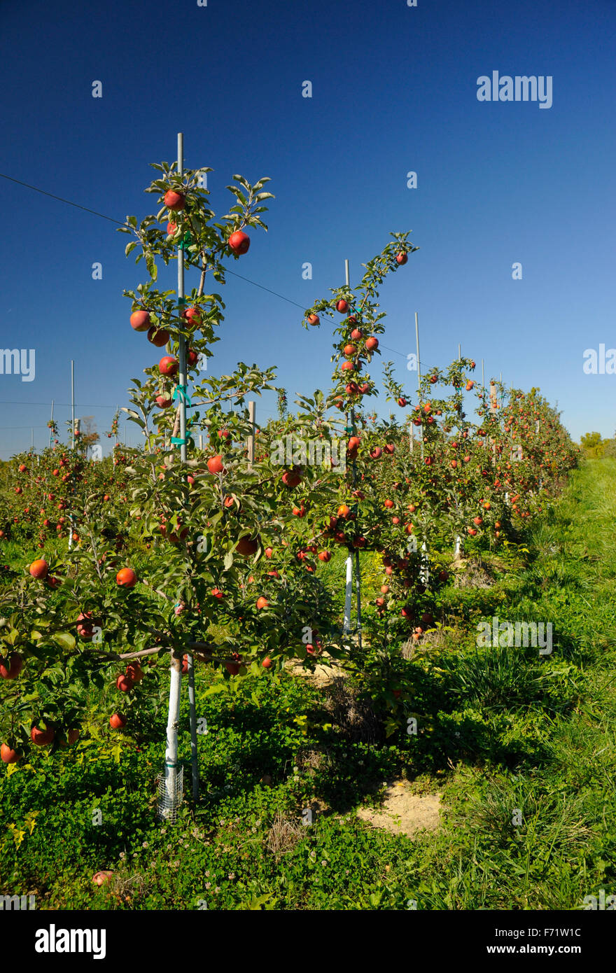 Huerto de Manzanas en el otoño en Indiana Foto de stock