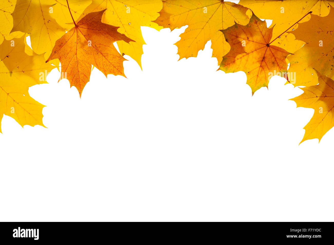 Frontera con hojas de otoño aislado sobre fondo blanco. Foto de stock