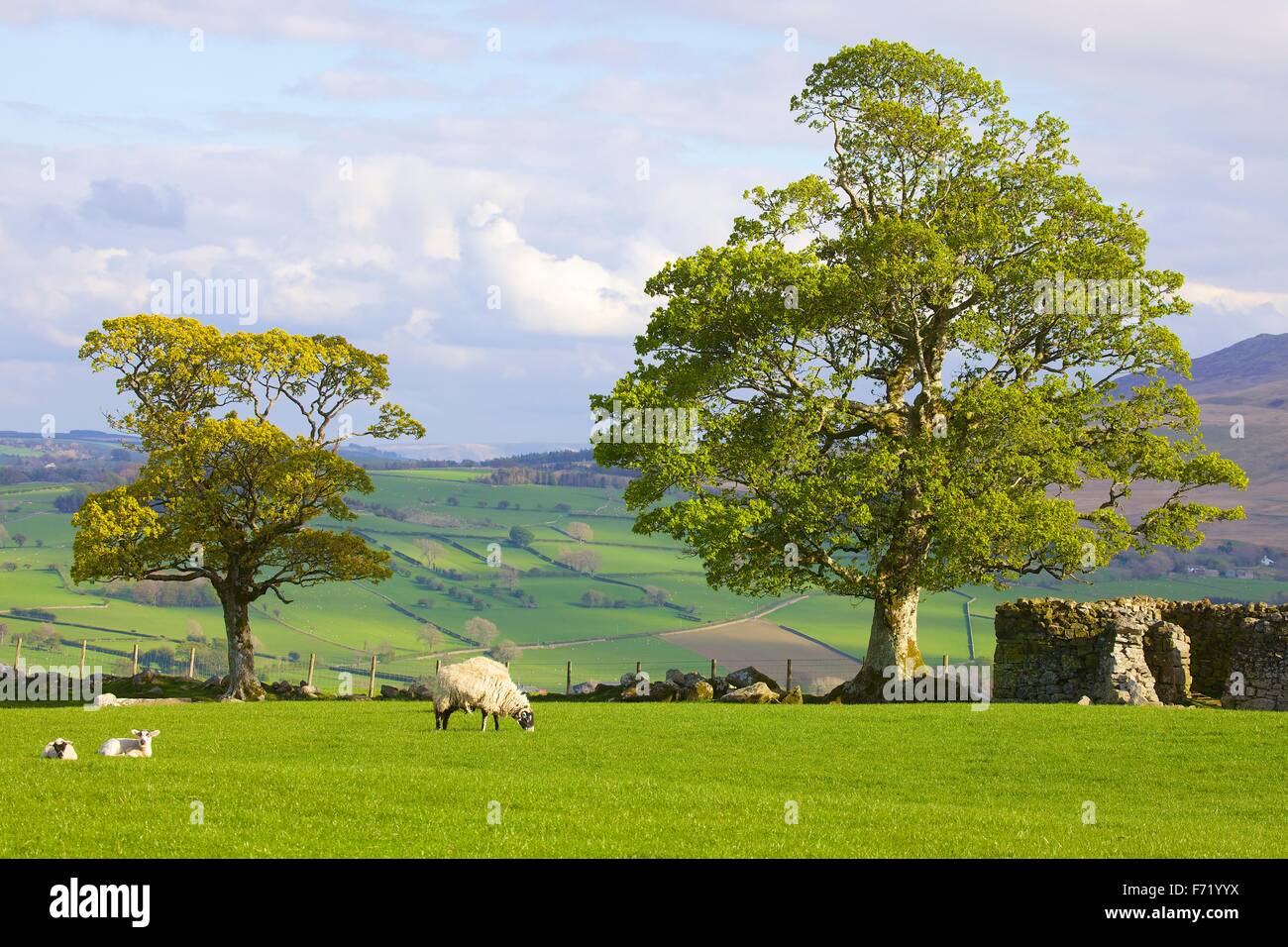 Parque Nacional del Lake District. Árbol con hojas de resorte y ovejas con corderos en campo por el muro de piedra seca. Warnell cayó, Cumbria. Foto de stock