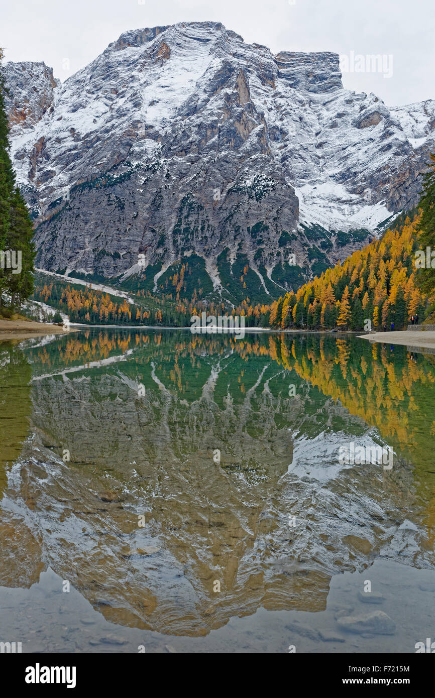 Alerces con decoloración otoñal, reflexiones en Pragser o Lago Wildsee Prags, dolomitas, Tirol del Sur, Italia, Europa Foto de stock