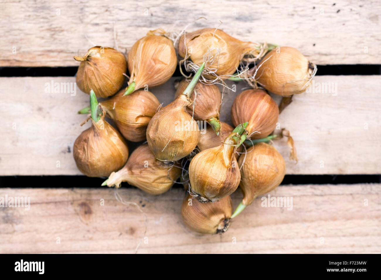 Bulbos hollandica iris fotografías e imágenes de alta resolución Alamy