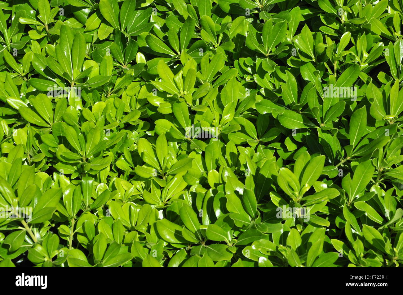 Papel tapiz de hojas verdes, antecedentes Foto de stock