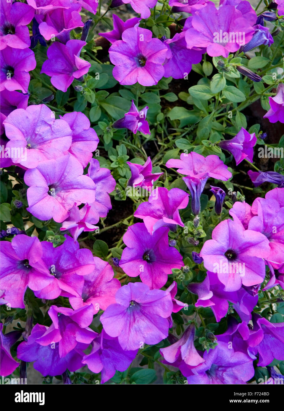 Violeta hermosa petunias - imagen cercana Foto de stock