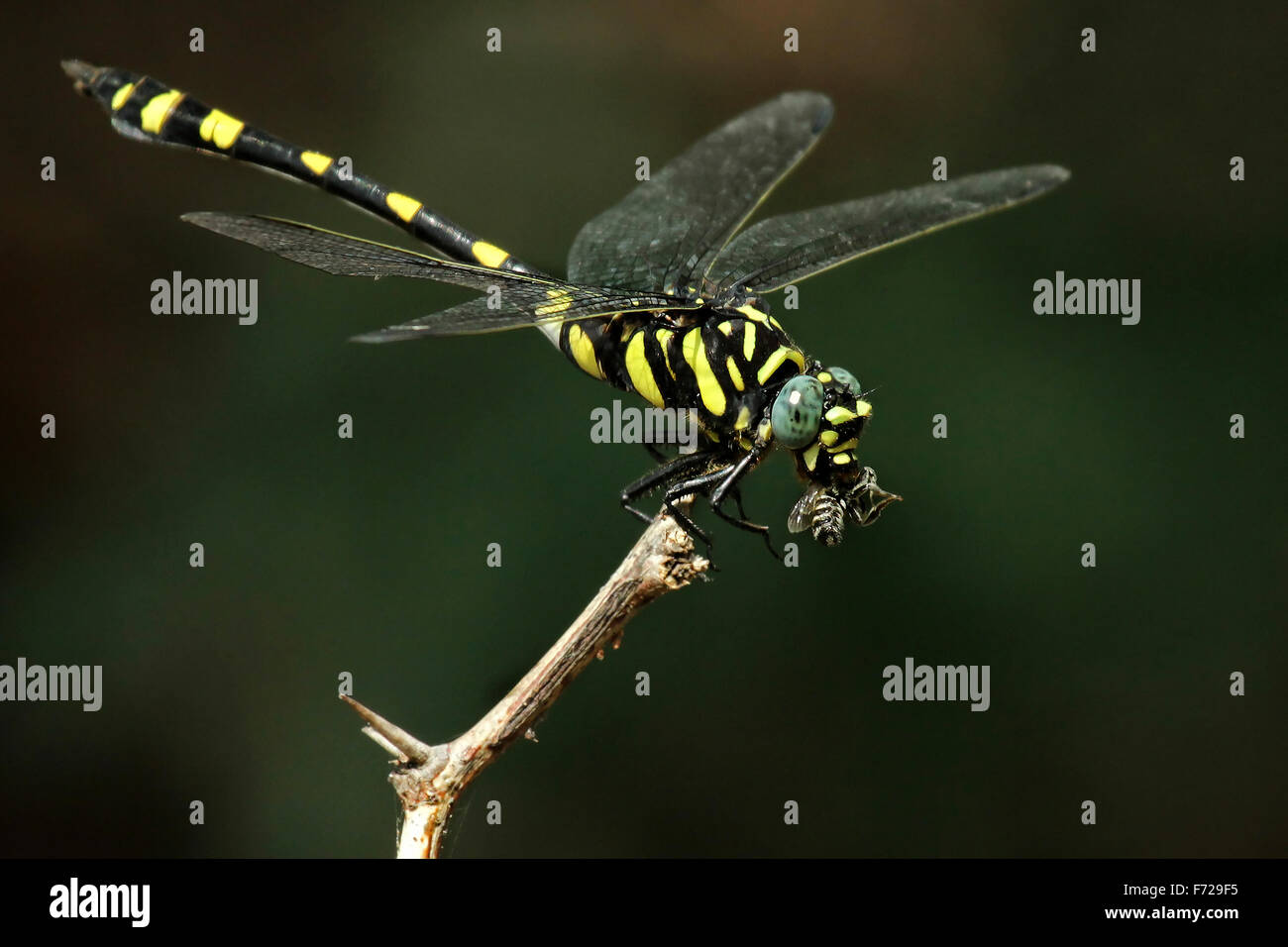 El golden dragonfly (Cordulegaster boltonii anillado) es una de las mayores libélulas. Foto de stock