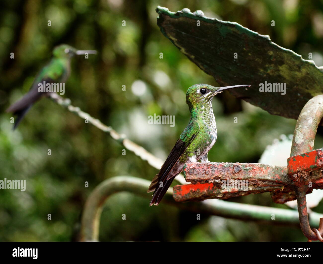 Colibrí en el bosque nuboso de Monteverde. Costa Rica, provincia de Puntarenas, La Reserva del Bosque Nuboso de Monteverde. En Selvatura Park Foto de stock