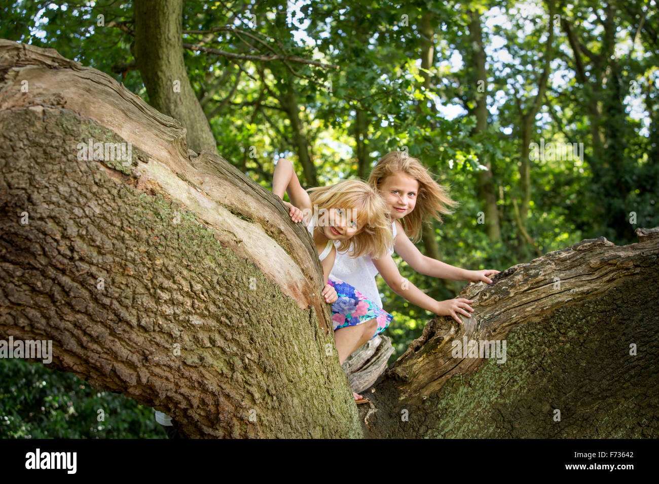 Dos niñas trepar un árbol en el bosque. Foto de stock