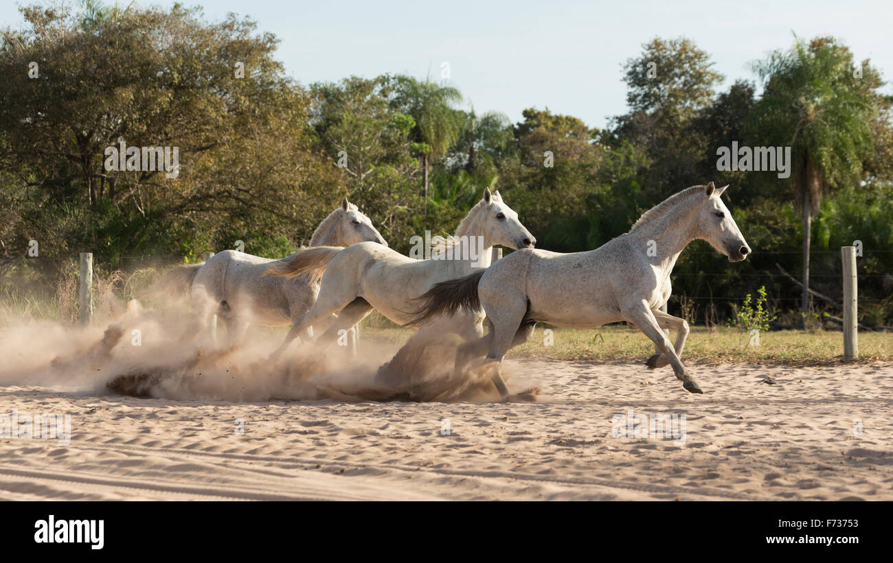 El Pantanal de Brasil caballo salvaje naturaleza animal cowboy Foto de stock