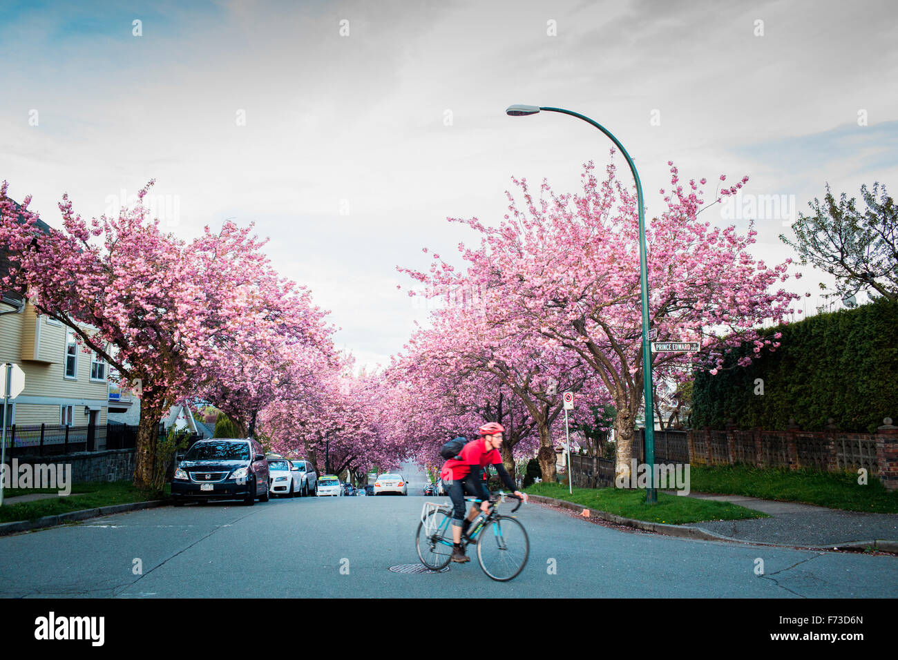 VANCOUVER, British Columbia, Canadá. Una bicicleta commuter en rojo cabalga hacia abajo en una calle residencial con cerezos en flor. Foto de stock