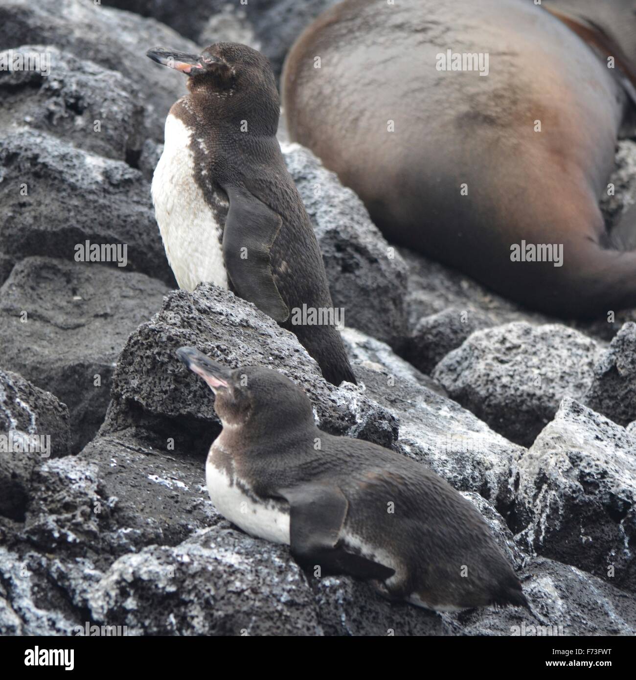 Los pingüinos y lobos marinos descansando en las rocas de la Isla Floreana,  el archipiélago de Galápagos Fotografía de stock - Alamy