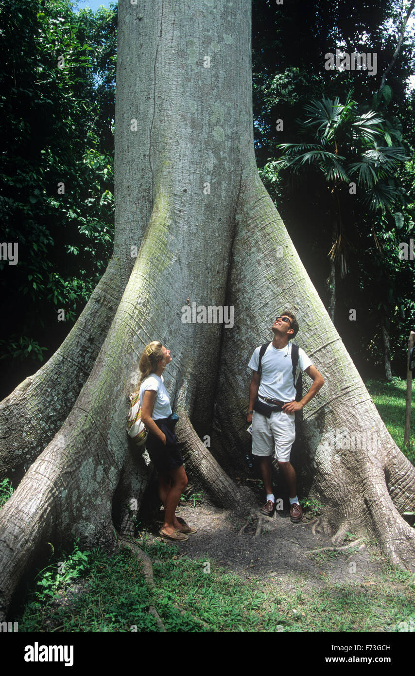 Los visitantes reflexionar sobre un enorme árbol de Ceiba (Árbol Nacional), el Parque Nacional de Tikal, Guatemala. Foto de stock