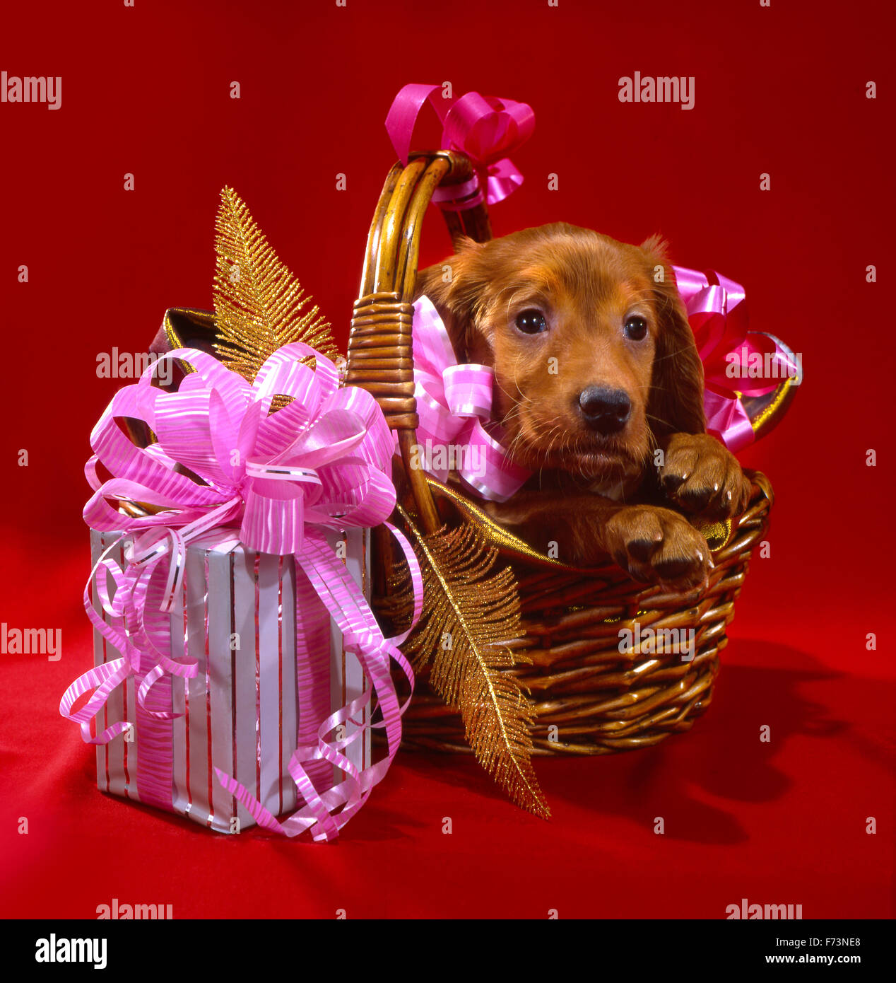 Un cachorro para las vacaciones fotografías e imágenes de alta resolución -  Alamy
