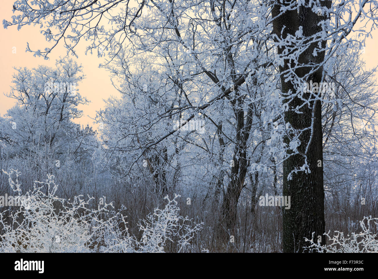 Los árboles bajo la nieve. Día soleado. Formato horizontal, Foto de stock