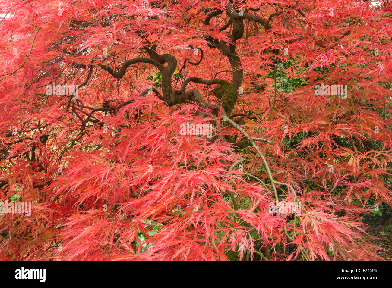 Acer palmatum 'Dissectum' - Atropurpureum arce japonés Foto de stock