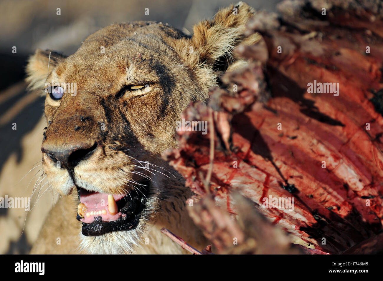 Retrato de un león (Panthera leo) con los kudu matar en la luz del sol de la tarde. Foto de stock