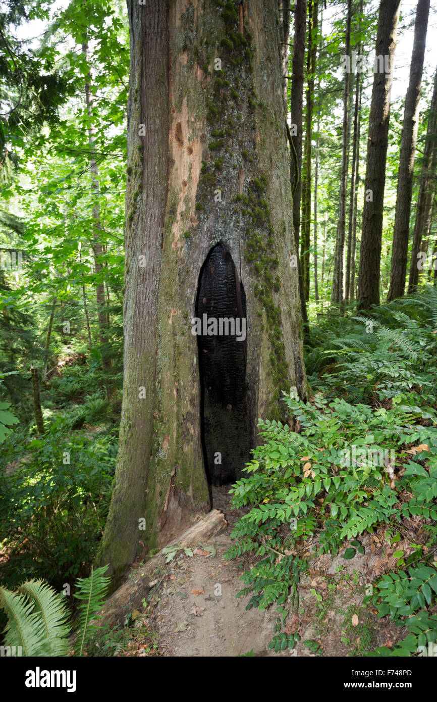 América del Norte, Canadá, Columbia Británica, Vancouver Island, Elk Falls Provincial Park, árbol ahuecado Foto de stock