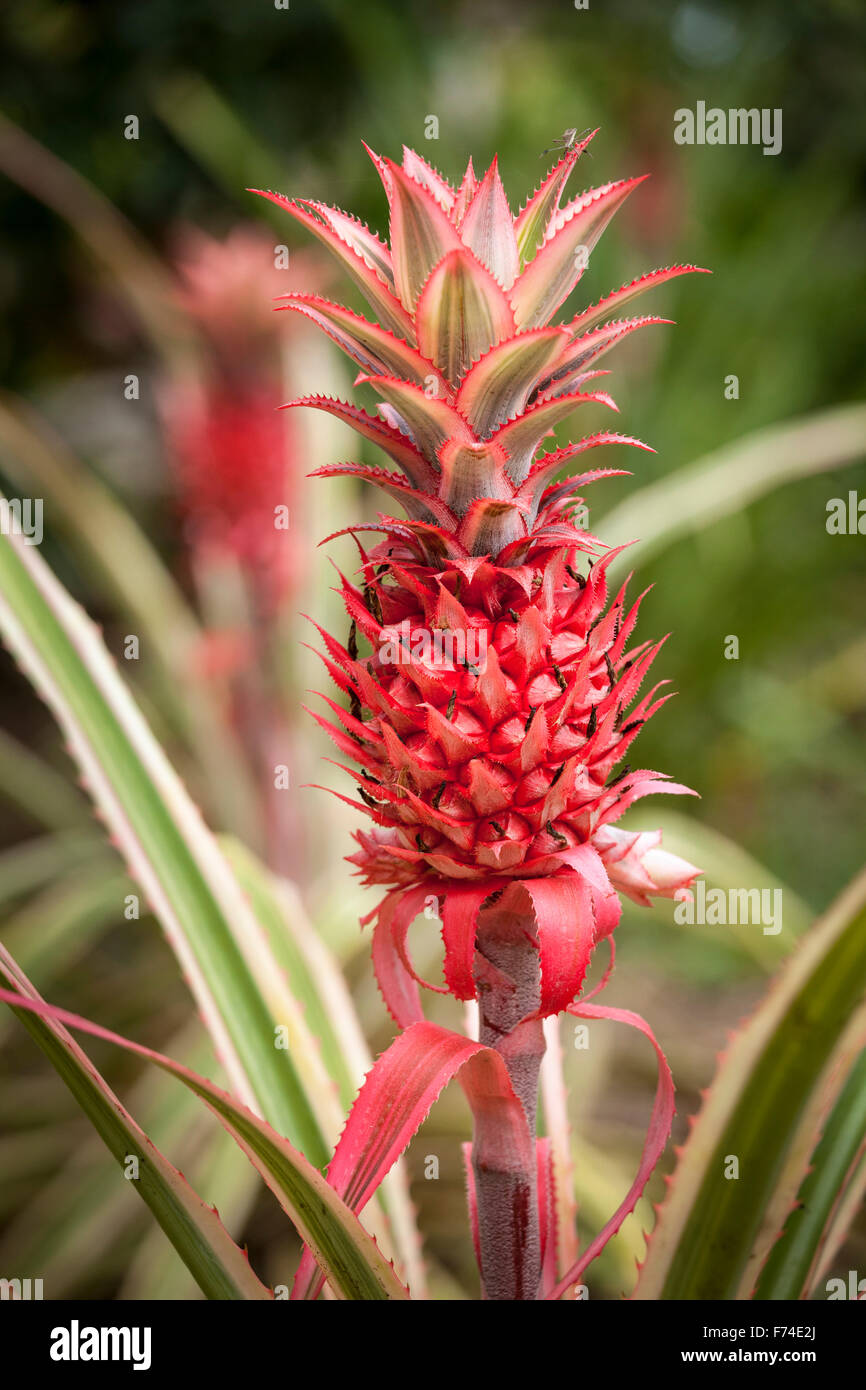 Biosfera de la selva fotografías e imágenes de alta resolución - Página