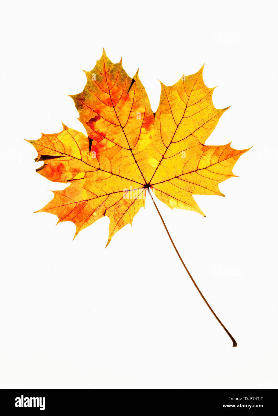 Primer plano de una hoja de Otoño - aislado en blanco Foto de stock