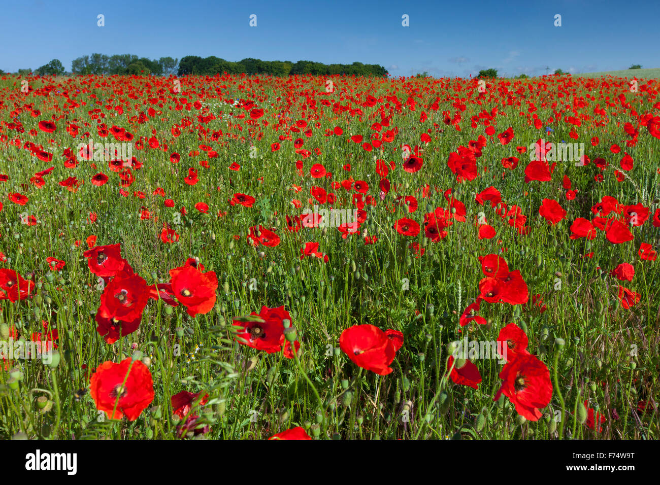 Común / rojo amapola amapola (Papaver rhoeas) en el campo de floración en verano Foto de stock