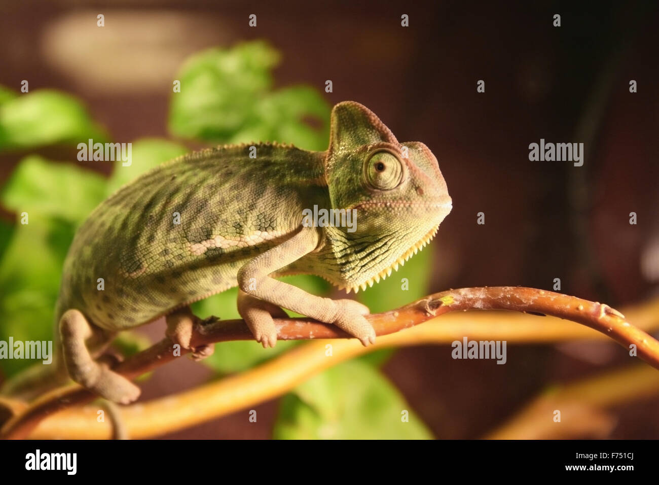 bebé de camaleón Fotografía de stock - Alamy