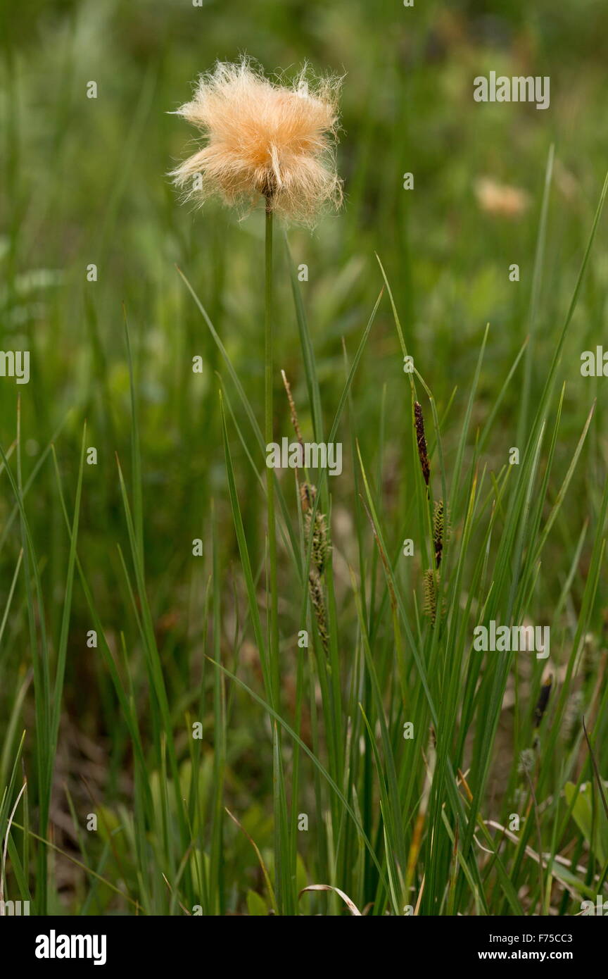 De Chamisso cottongrass cottongrass o rojizo, en un pantano. Terranova. Foto de stock