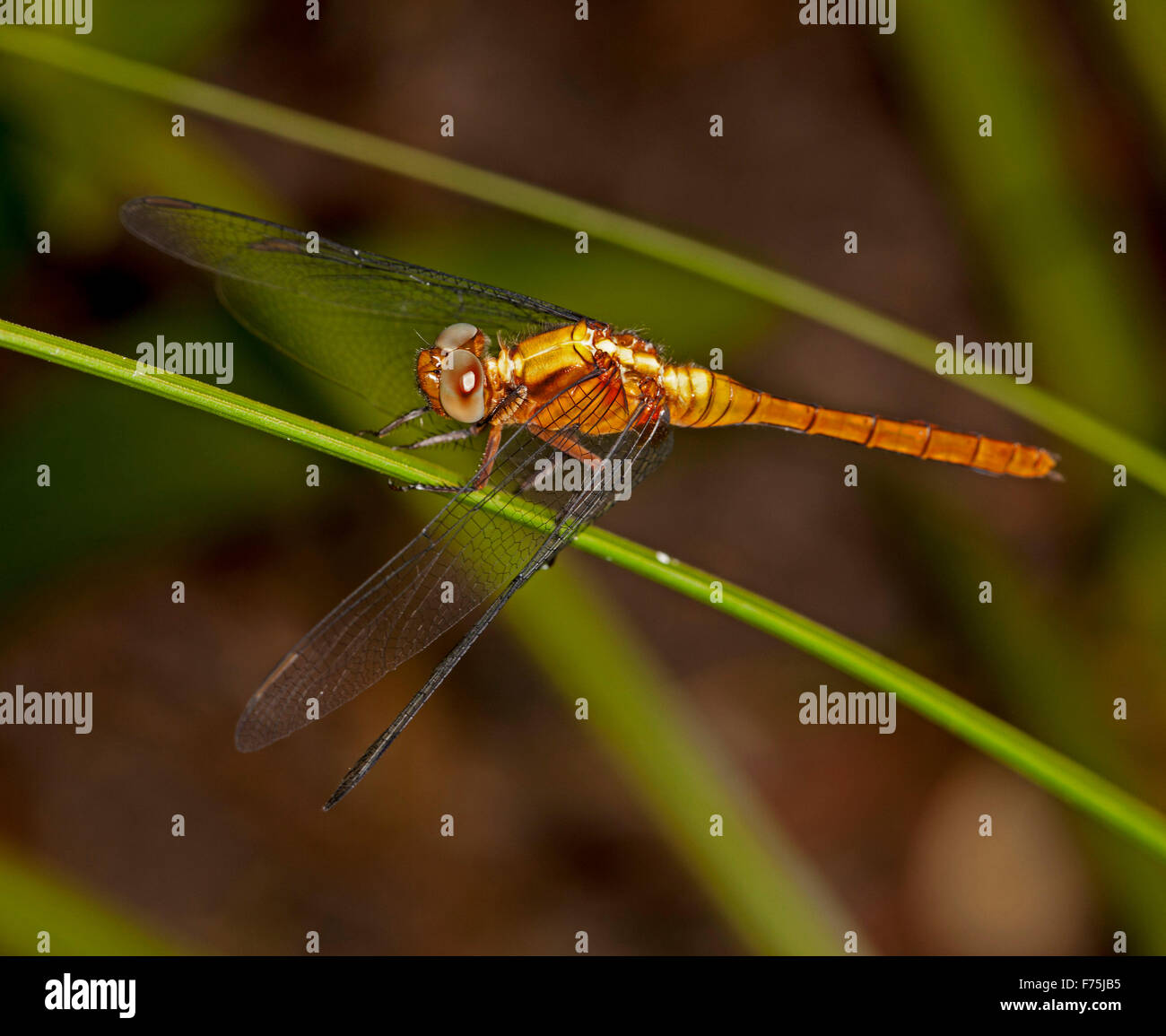 Fiery australiano skimmer dragonfly, Orthetrum villosovittatum, con cuerpo de color naranja brillante, ojos grandes, y lacy alas en tallo verde de planta Foto de stock