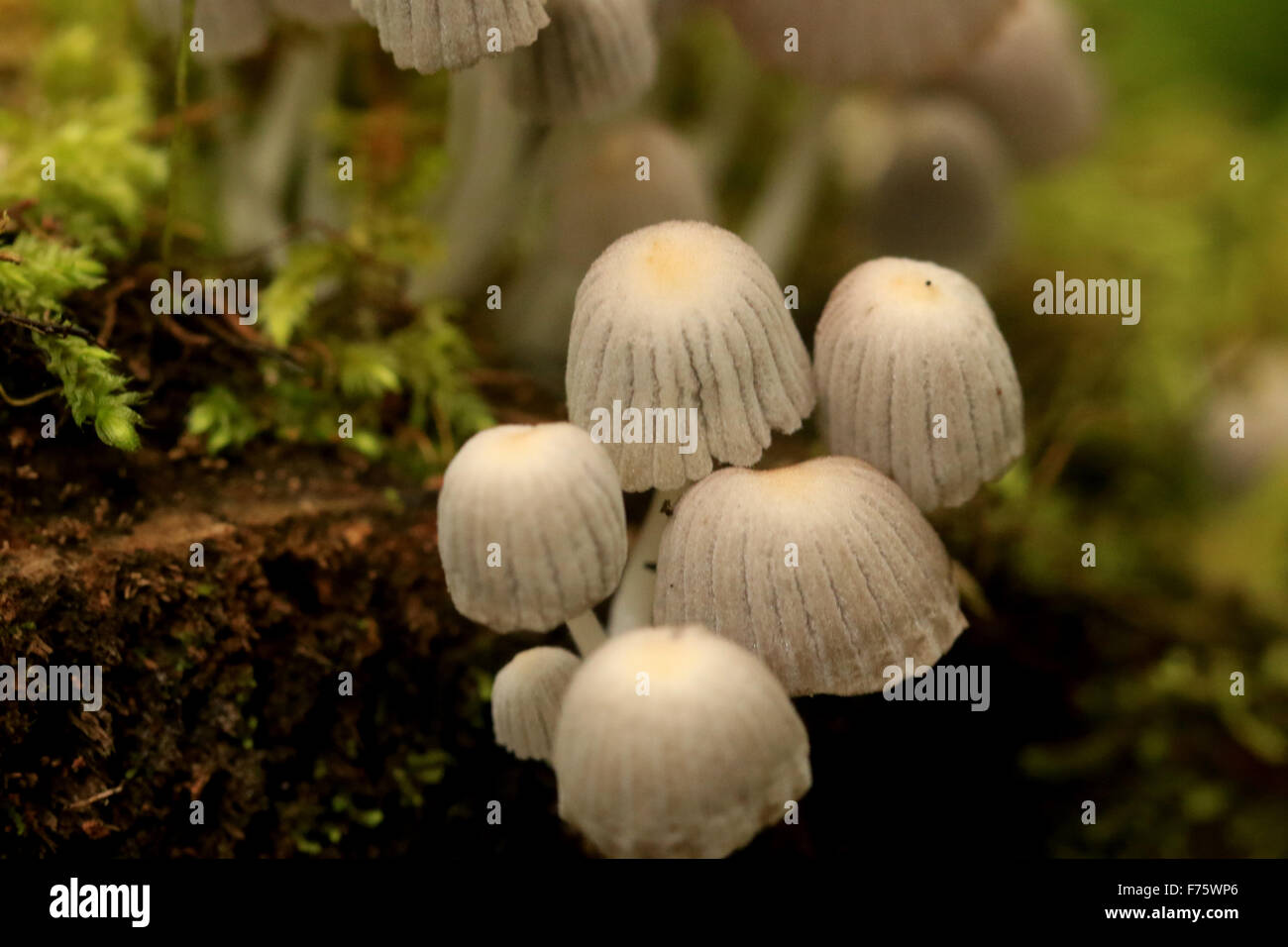Las setas blancas / parche parche hongos creciendo en un registro en el bosque lluvioso Arenal de La Fortuna, Costa Rica Foto de stock