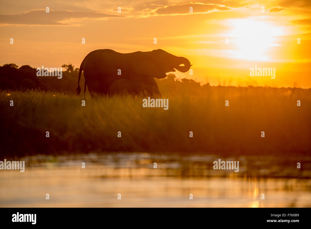 Kasane, Botswana - Parque Nacional Chobe el elefante africano (Loxodonta) Foto de stock
