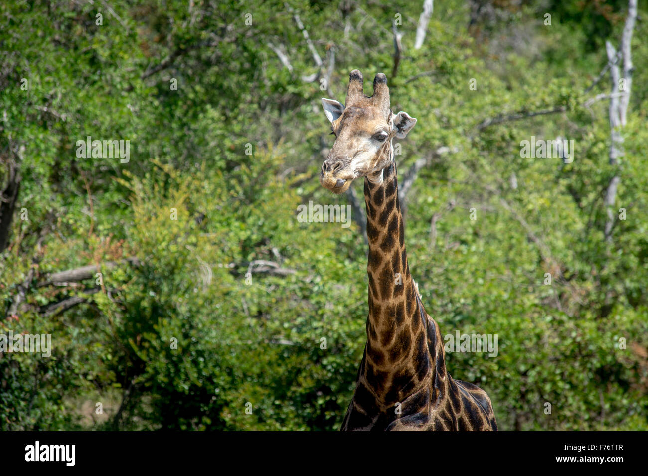 Sudáfrica: Parque Nacional Kruger jirafa (Giraffa camelopardalis) Foto de stock