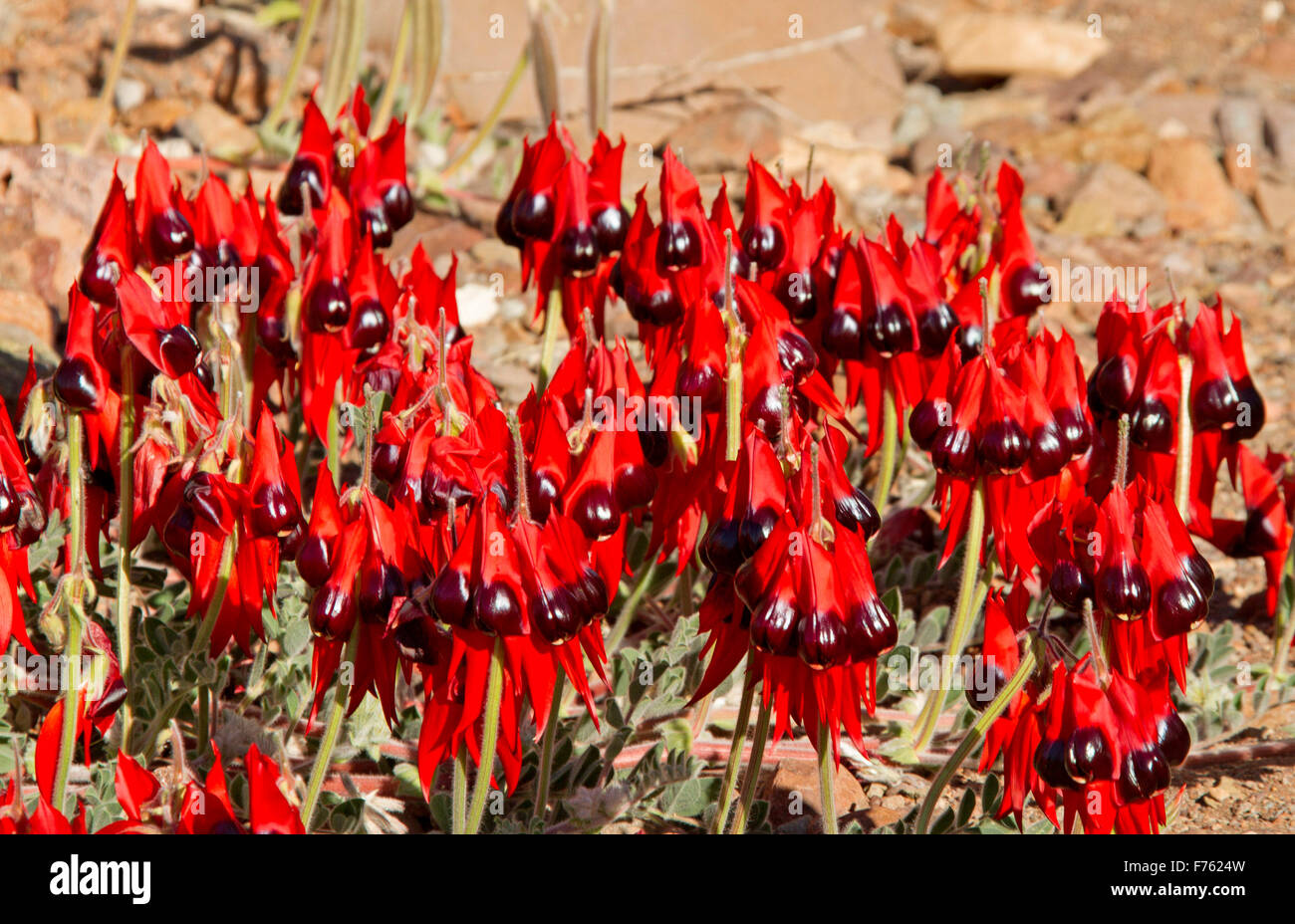 Masa de flores de vivos colores rojo Sturt's desert, guisante australiano Swainsona formosa, flores silvestres que crecen en Flinders Ranges en el outback SA Foto de stock